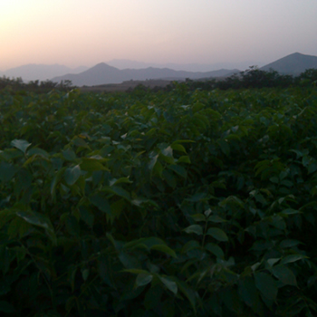 2018嫁接核桃苗價(jià)格