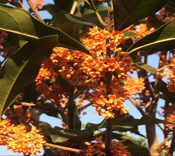 福建月桂廠(chǎng)家 福建月桂供應(yīng)商 福建月桂價(jià)格 福建月桂批發(fā) 木犀廠(chǎng)家 月桂供應(yīng)商 桂花供應(yīng)商 月桂廠(chǎng)家 巖桂廠(chǎng)家 月桂報(bào)價(jià)