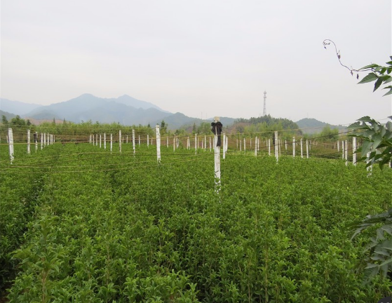 福建月桂廠(chǎng)家 福建月桂供應(yīng)商 福建月桂價(jià)格 福建月桂批發(fā) 木犀廠(chǎng)家 月桂供應(yīng)商 桂花供應(yīng)商 月桂廠(chǎng)家 巖桂廠(chǎng)家 月桂報(bào)價(jià)