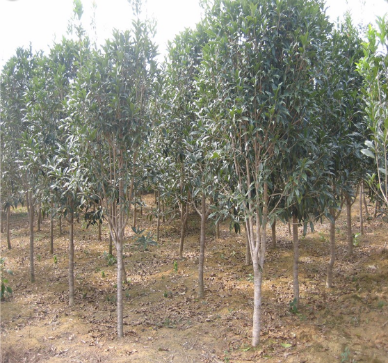 福建月桂廠(chǎng)家 福建月桂供應(yīng)商 福建月桂價(jià)格 福建月桂批發(fā) 木犀廠(chǎng)家 月桂供應(yīng)商 桂花供應(yīng)商 月桂廠(chǎng)家 巖桂廠(chǎng)家 月桂報(bào)價(jià)