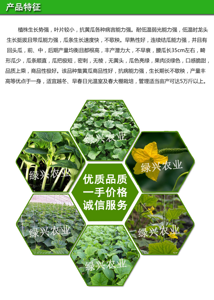 博爾特698密刺黃瓜種子 大黃瓜種子 博爾特698密刺黃瓜大黃瓜種子