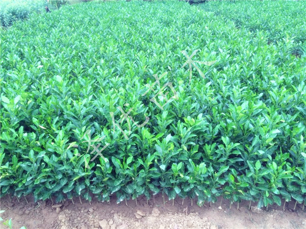 供應(yīng)蜜柚苗-四川蜜柚苗基地-蜜柚苗批發(fā)-蜜柚苗直銷