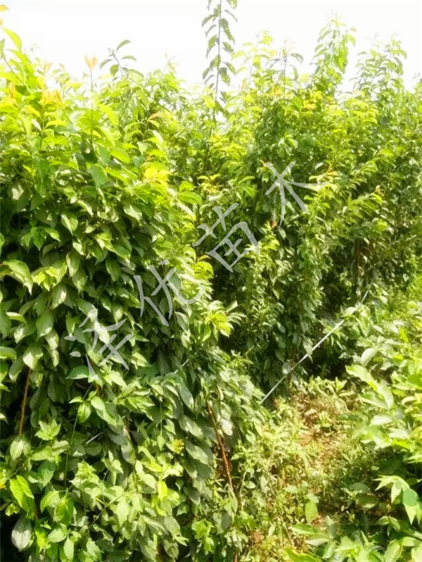 供應脆紅李苗-四川脆紅李苗基地-脆紅李苗批發(fā)直銷脆紅李 脆紅李苗