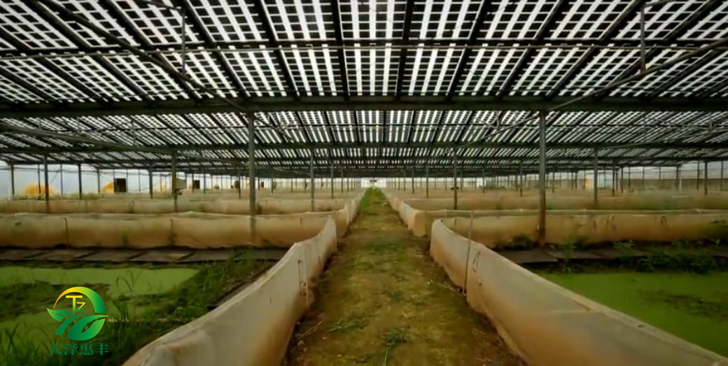 青蛙養(yǎng)殖的飼養(yǎng)管理 *飼養(yǎng) 青蛙怎么飼養(yǎng)