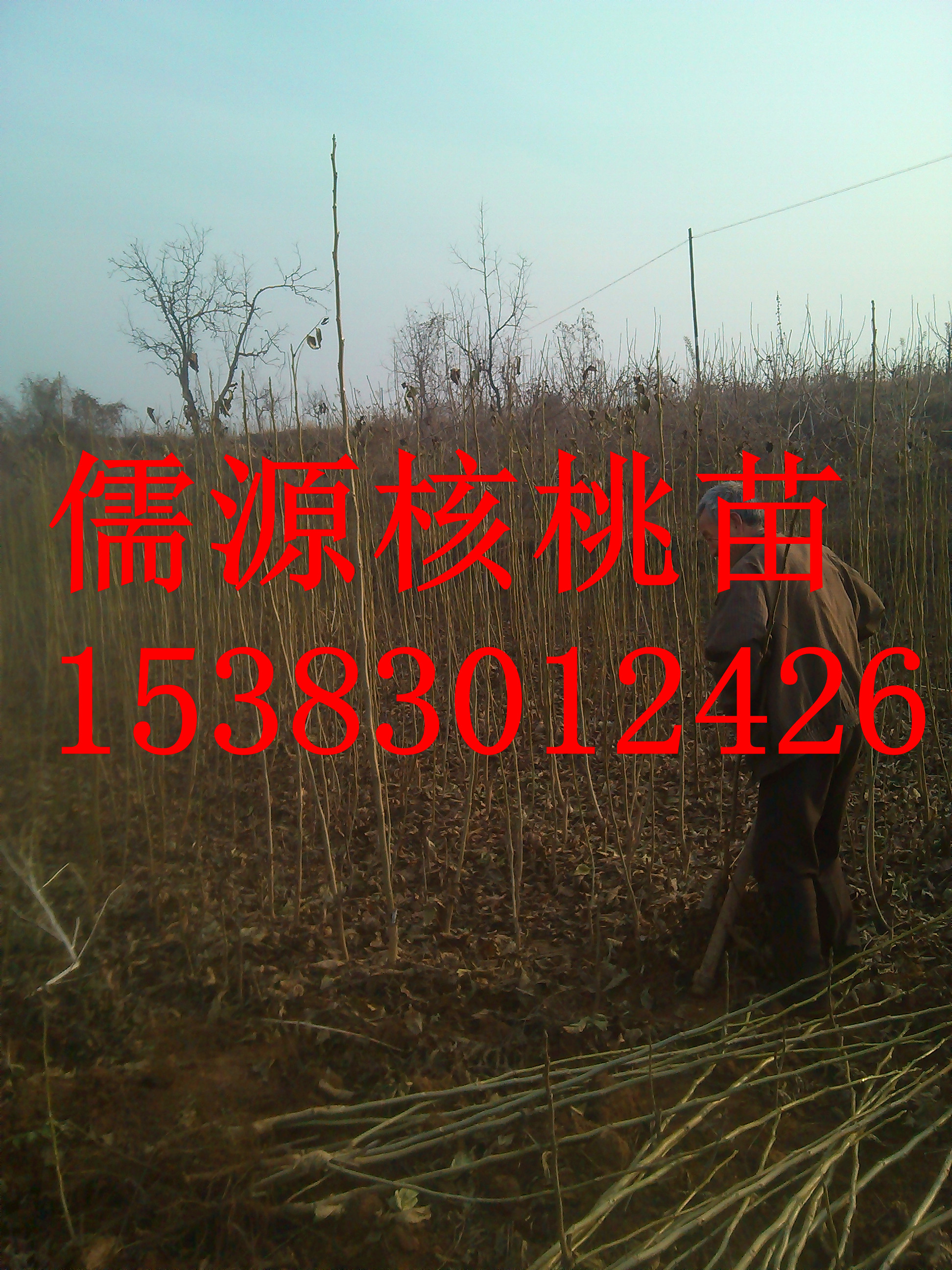 河北嫁接核桃苗 河北2公分嫁接核桃苗