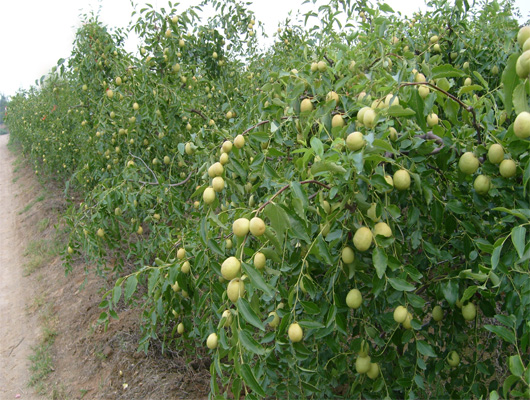 特早脆蜜棗，優(yōu)質(zhì)早熟棗，早熟棗批發(fā)，早熟棗新品種，特早熟棗樹苗