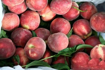 大果血桃9號(hào)，優(yōu)質(zhì)血桃新品種，血桃樹苗新品種，好吃的血桃，血桃樹苗批發(fā)，血桃樹苗價(jià)格