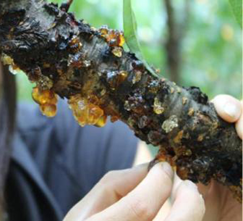 桃膠_桃脂_桃花淚_天然桃膠_食材_養(yǎng)生食材_美容養(yǎng)顏_桃膠的作用功效_桃膠價格_桃膠批發(fā)_桃膠的做法