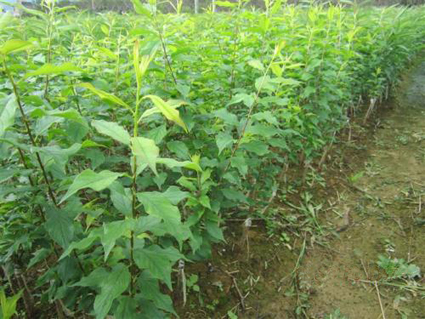 李子 芙蓉李 晚熟李品種 李樹品種 李子價格 李子批發(fā)價 李子苗批發(fā) 李子品種