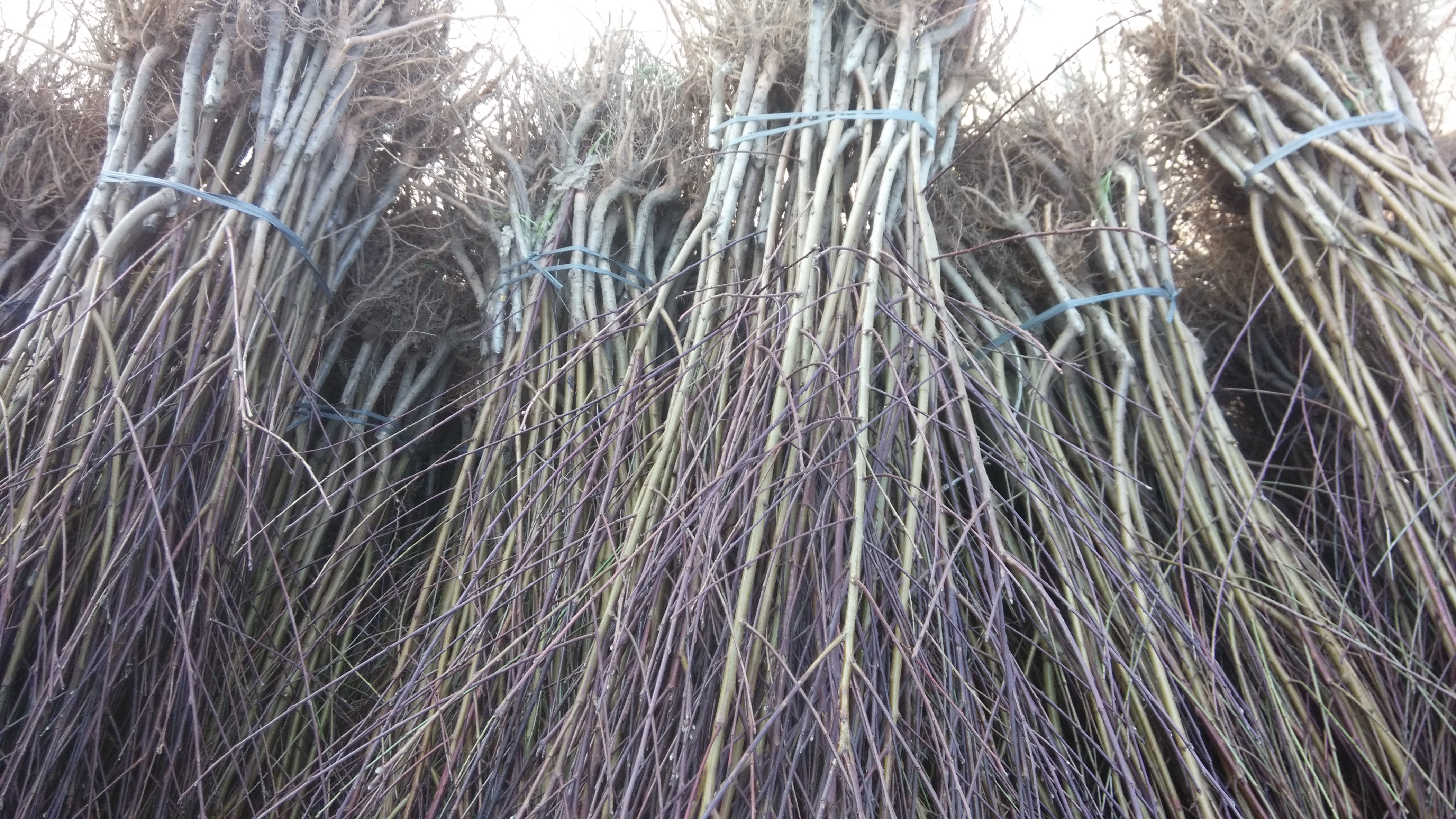 大量供應連平上坪鷹嘴桃苗 桃樹新品種 紅花品種 紅花鷹嘴蜜桃苗 鷹嘴蜜桃批發(fā)價格 鷹嘴桃種植管理技術 連平禧德福苗圃