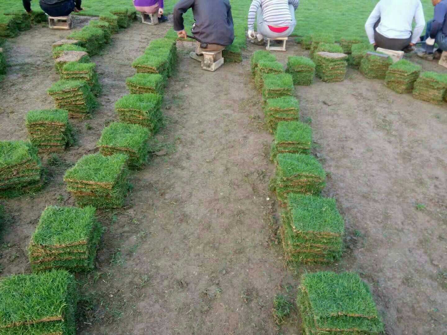 馬尼拉草皮-馬尼拉草皮基地-馬尼拉草皮批發(fā)-馬尼拉草皮批發(fā)價(jià)格