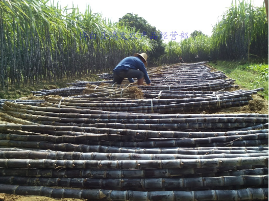 新上市黑甘蔗_廣東新上市黑甘蔗_廣東新上市黑甘蔗價(jià)格_廣東新上市黑甘蔗供應(yīng)商_廣東新上市黑甘蔗直銷_廣東新上市黑甘蔗批發(fā)