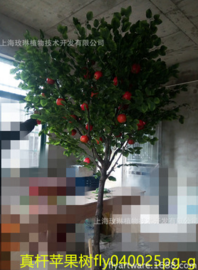 上海仿真蘋果樹廠家直銷 仿真蘋果樹生產(chǎn)廠家 上海仿真蘋果樹供應(yīng)商 上海仿真蘋果樹專賣店