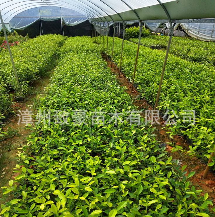 海南黃金榕苗黃金榕袋苗，黃金榕袋苗，苗木，黃金榕袋苗廠家直銷，黃金榕袋苗供應(yīng)商，黃金榕袋苗批發(fā)