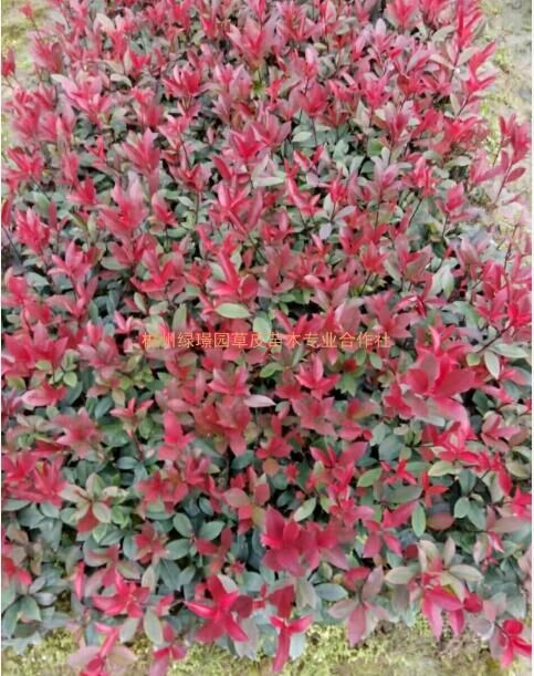 紅葉石楠球-紅葉石楠球基地-紅葉石楠球批發(fā)價格