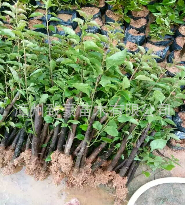 紅三角梅小苗30-50公分高批發(fā)，苗木，三角梅，紅三角梅小苗供應(yīng)商，紅三角梅小苗廠家直銷，紅三角梅小苗批發(fā)