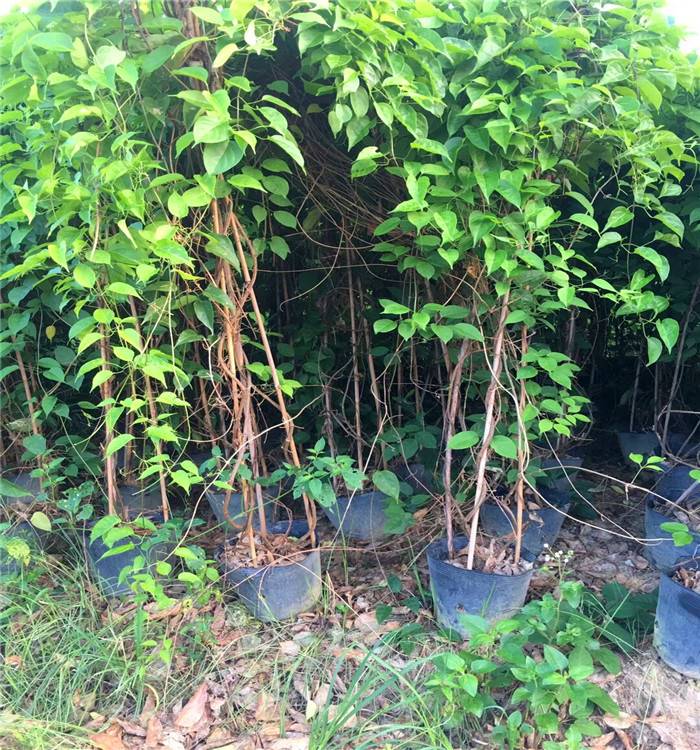 廣東1米高油麻藤炮仗花爬藤植物，油麻藤炮仗花，爬藤植物，炮仗花苗廠家，炮仗花苗供應(yīng)商，爬藤植物批發(fā)