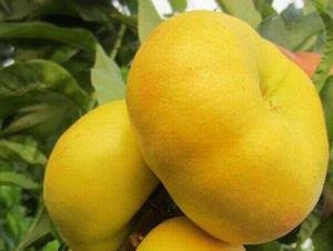 優(yōu)質蟠桃，蟠桃新品種，蟠桃樹苗批發(fā)，優(yōu)質蟠桃價格，極好吃的蟠桃 黃金蟠桃7—12