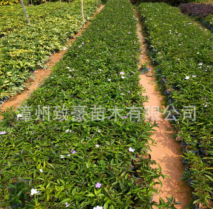 雙色茉莉苗盆栽20公分高袋苗，苗木，雙色茉莉苗，雙色茉莉苗廠家，雙色茉莉苗供應(yīng)商，雙色茉莉苗批發(fā)