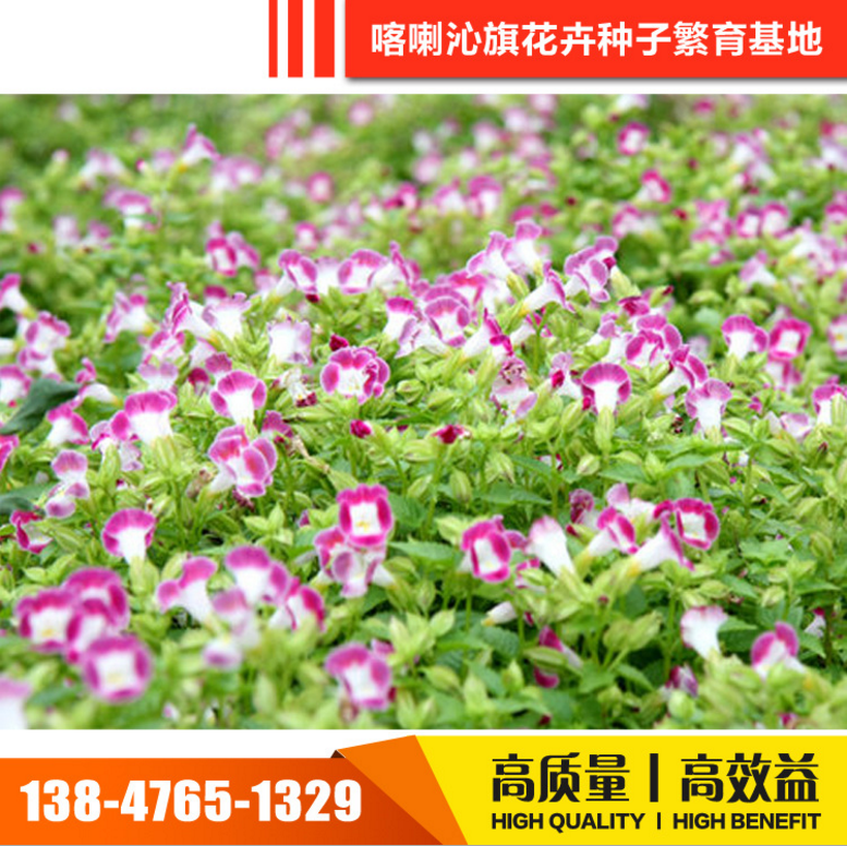 花卉種子 花卉種子報價 花卉種子電話 花卉種子批發(fā) 花卉種子哪家好 花卉種子供應商