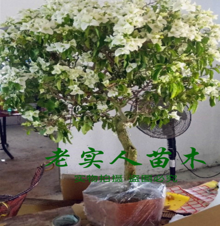 福建白里透紅三角梅大苗工程用苗，苗木，三角梅大苗，白里透紅三角梅，三角梅工程用苗，三角梅廠家，供應三角梅，三角梅批發(fā)