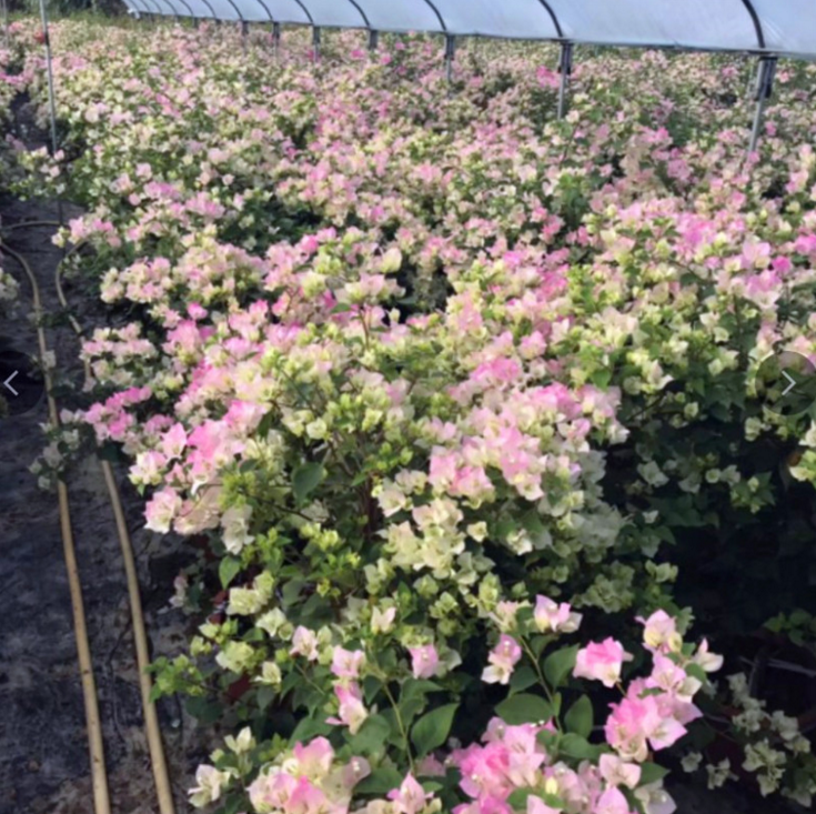 福建白里透紅三角梅大苗工程用苗，苗木，三角梅大苗，白里透紅三角梅，三角梅工程用苗，三角梅廠家，供應三角梅，三角梅批發(fā)