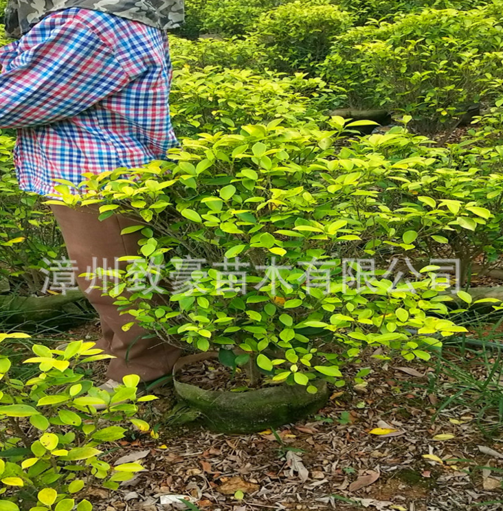 海南黃金榕苗黃金榕袋苗，黃金榕袋苗，苗木，黃金榕袋苗廠家直銷，黃金榕袋苗供應(yīng)商，黃金榕袋苗批發(fā)