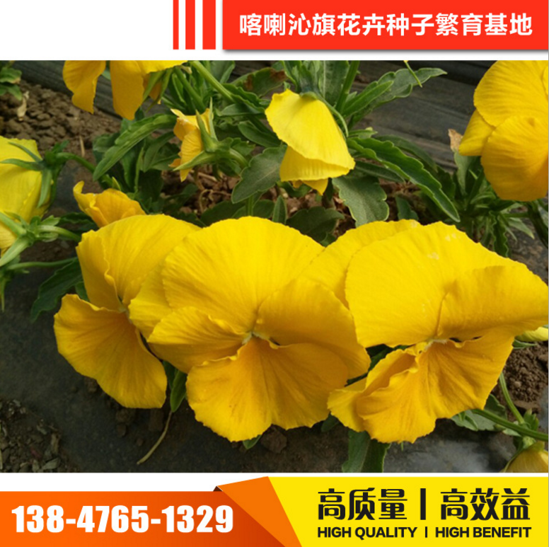 三色堇種子 三色堇種子報價 三色堇種子電話 三色堇種子批發(fā) 三色堇種子哪家好 三色堇種子供應商