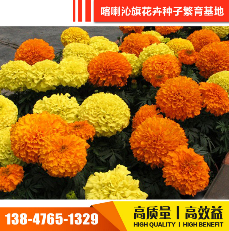 萬(wàn)壽菊種子 萬(wàn)壽菊種子報(bào)價(jià) 萬(wàn)壽菊種子電話 萬(wàn)壽菊種子批發(fā) 萬(wàn)壽菊種子哪家好 萬(wàn)壽菊種子供應(yīng)商