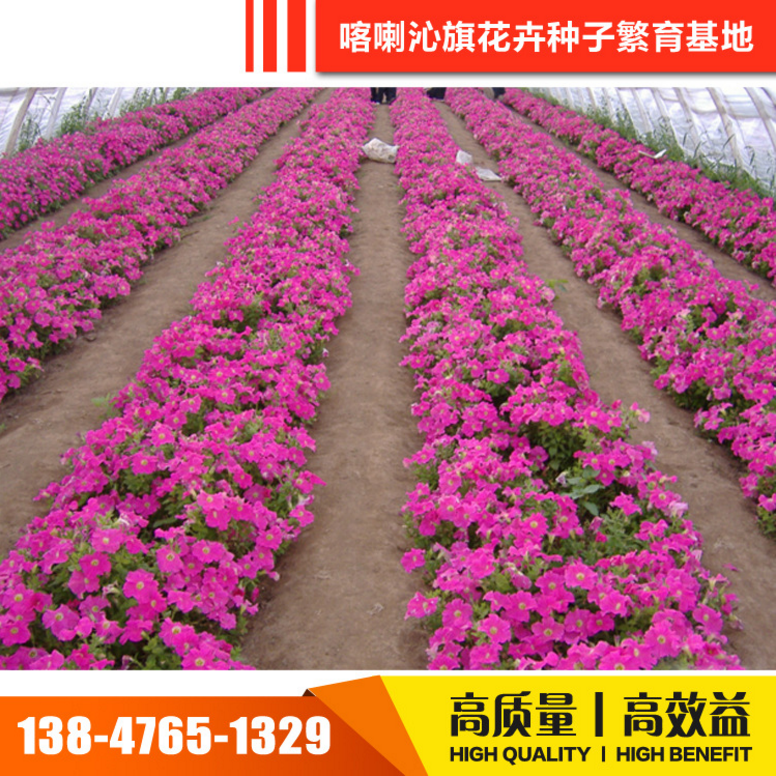矮牽牛種子 矮牽牛種子報(bào)價(jià) 矮牽牛種子電話 矮牽牛種子批發(fā) 矮牽牛種子哪家好 矮牽牛種子供應(yīng)商