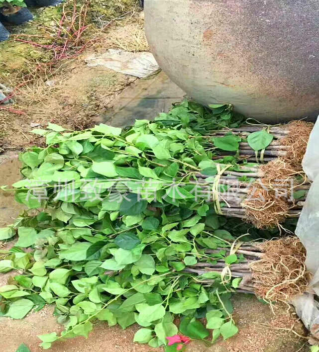 紅三角梅小苗30-50公分高批發(fā)，苗木，三角梅，紅三角梅小苗供應(yīng)商，紅三角梅小苗廠家直銷，紅三角梅小苗批發(fā)