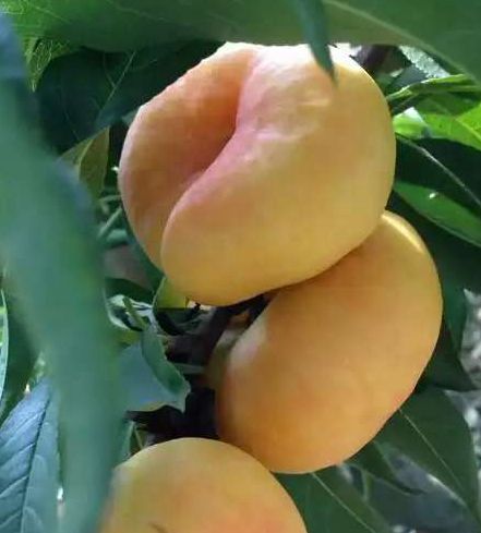 早熟黃肉油蟠桃36-5，優(yōu)質(zhì)早熟油蟠桃，早熟悉蟠桃新品種，好吃的油蟠桃，蟠桃樹苗批發(fā)