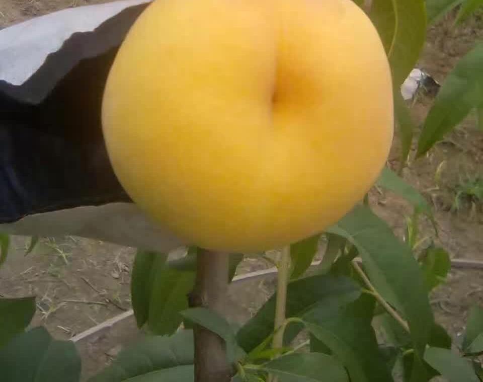 八月軟黃金蜜桃，黃桃樹苗新品種，優(yōu)質(zhì)的黃桃，黃桃樹苗批發(fā)，好吃的黃桃