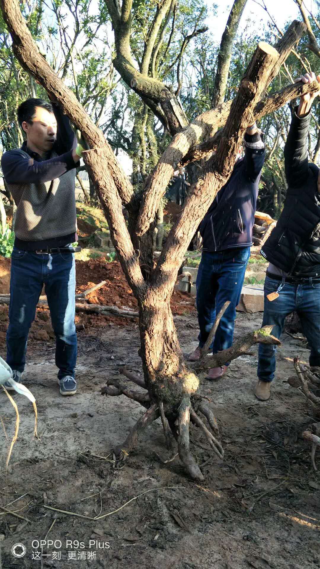 供應(yīng)云南山木香 山木香基地 云南供應(yīng)山木香 直銷山木香 山木香哪里有賣