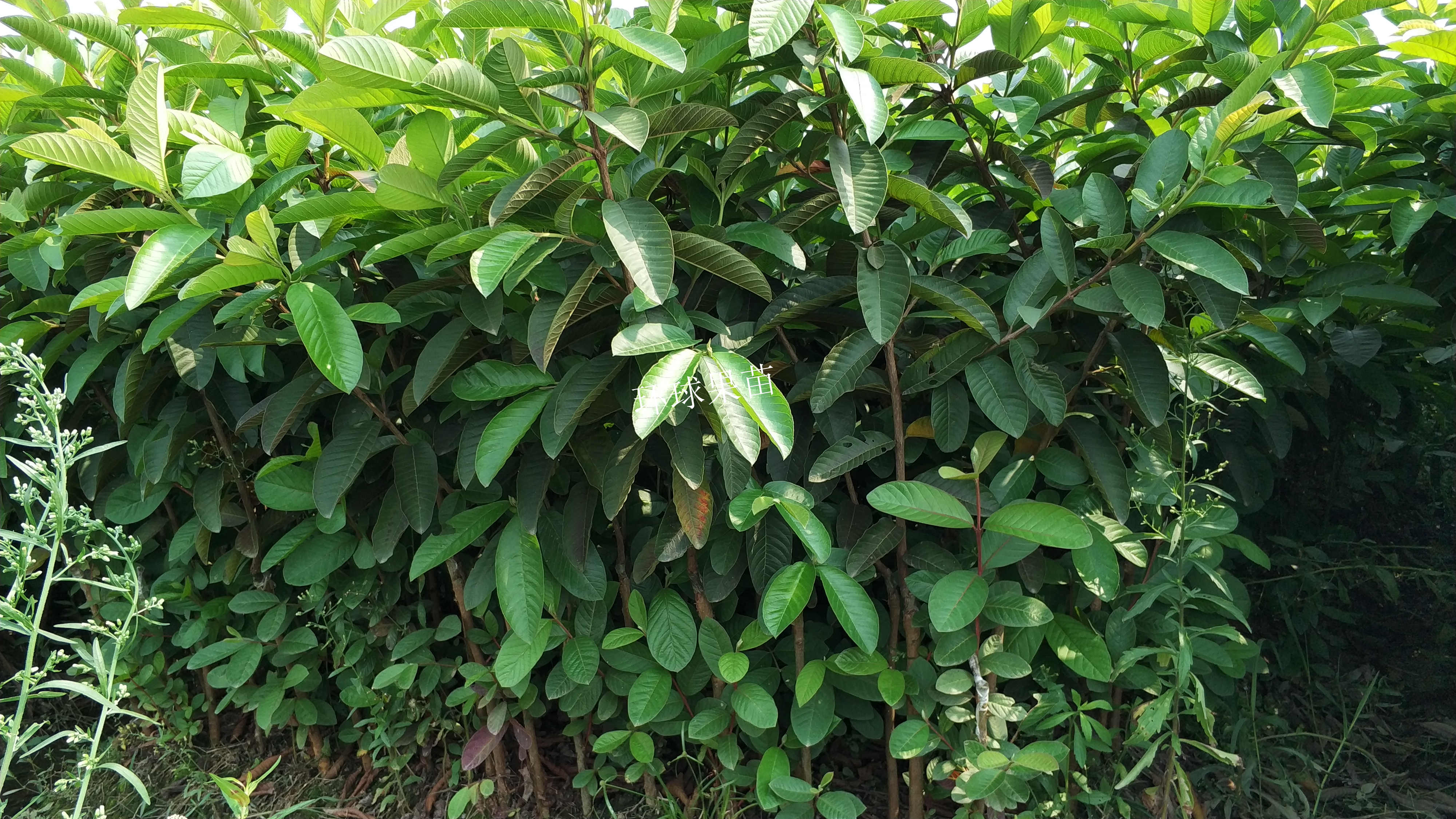 紅心芭樂 番石榴苗