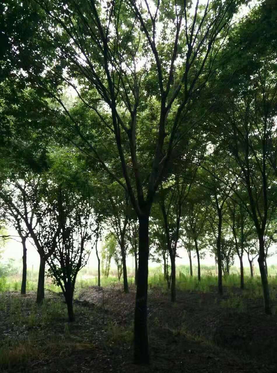 櫸樹 江蘇櫸樹種植基地  大量供應優(yōu)質(zhì)櫸樹