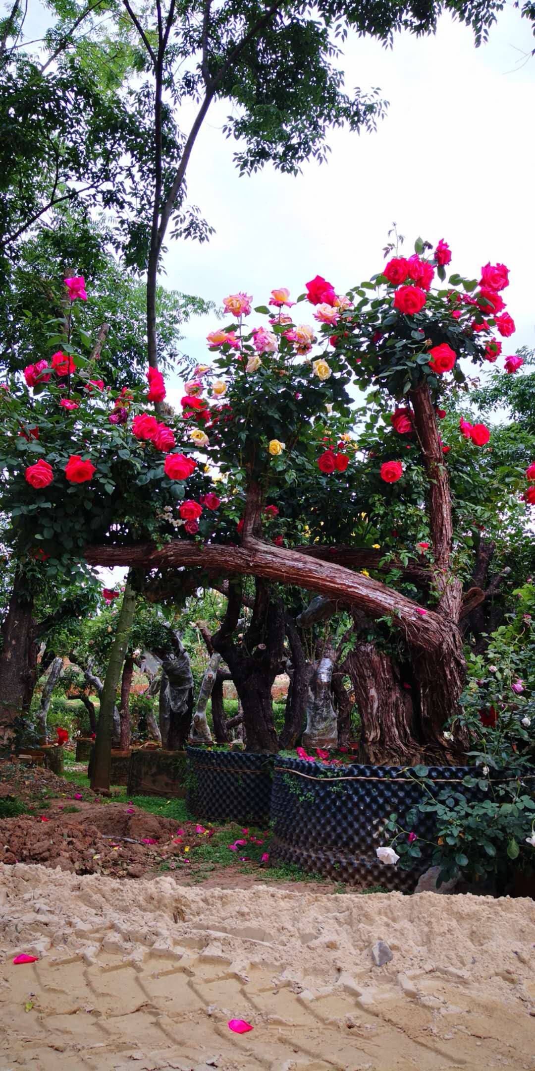 云南古樁月季供應(yīng)商 出售古樁月季 古樁月季供銷商 古樁月季基地 古樁月季哪里有賣