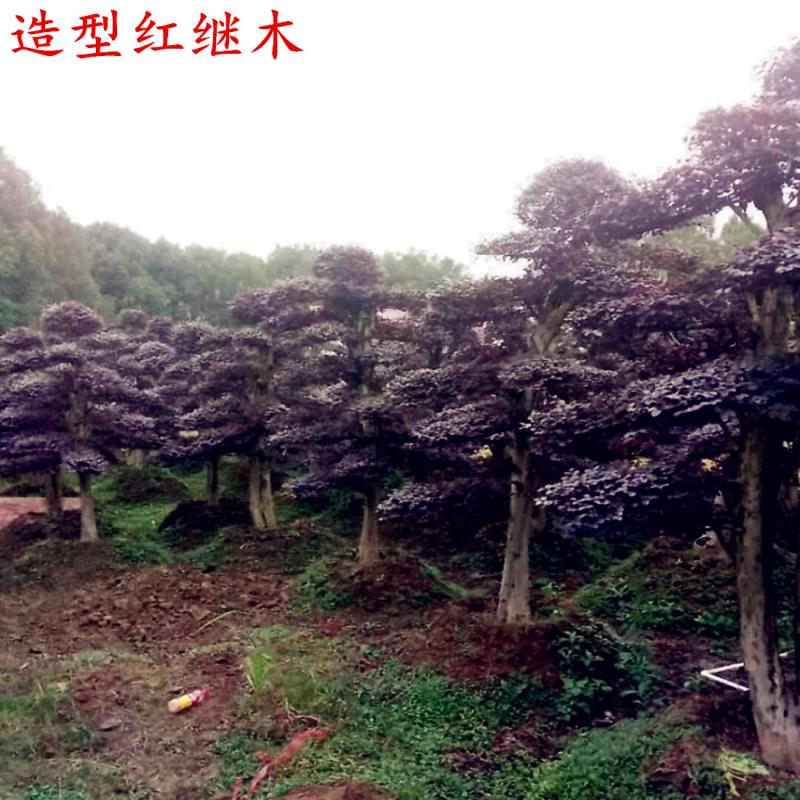 湖南紅繼木|湖南紅繼木基地報價|湖南紅繼木批發(fā)價格|湖南紅繼木報價表