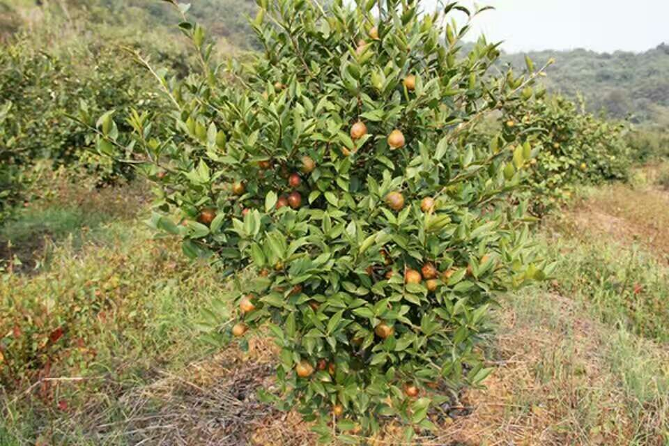 大果紅花油茶圖片_大果油茶優(yōu)質(zhì)供貨商_大果油茶批發(fā)報(bào)價(jià)