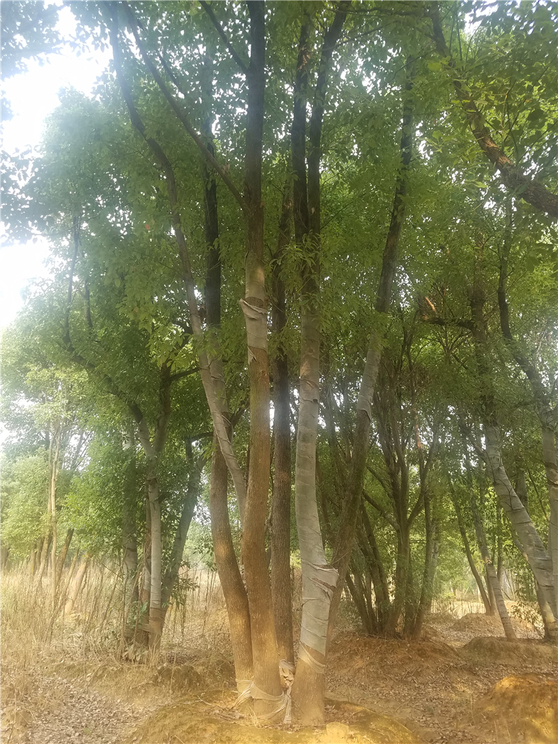 香樟樹，*香樟，多桿香樟，優(yōu)價出售香樟