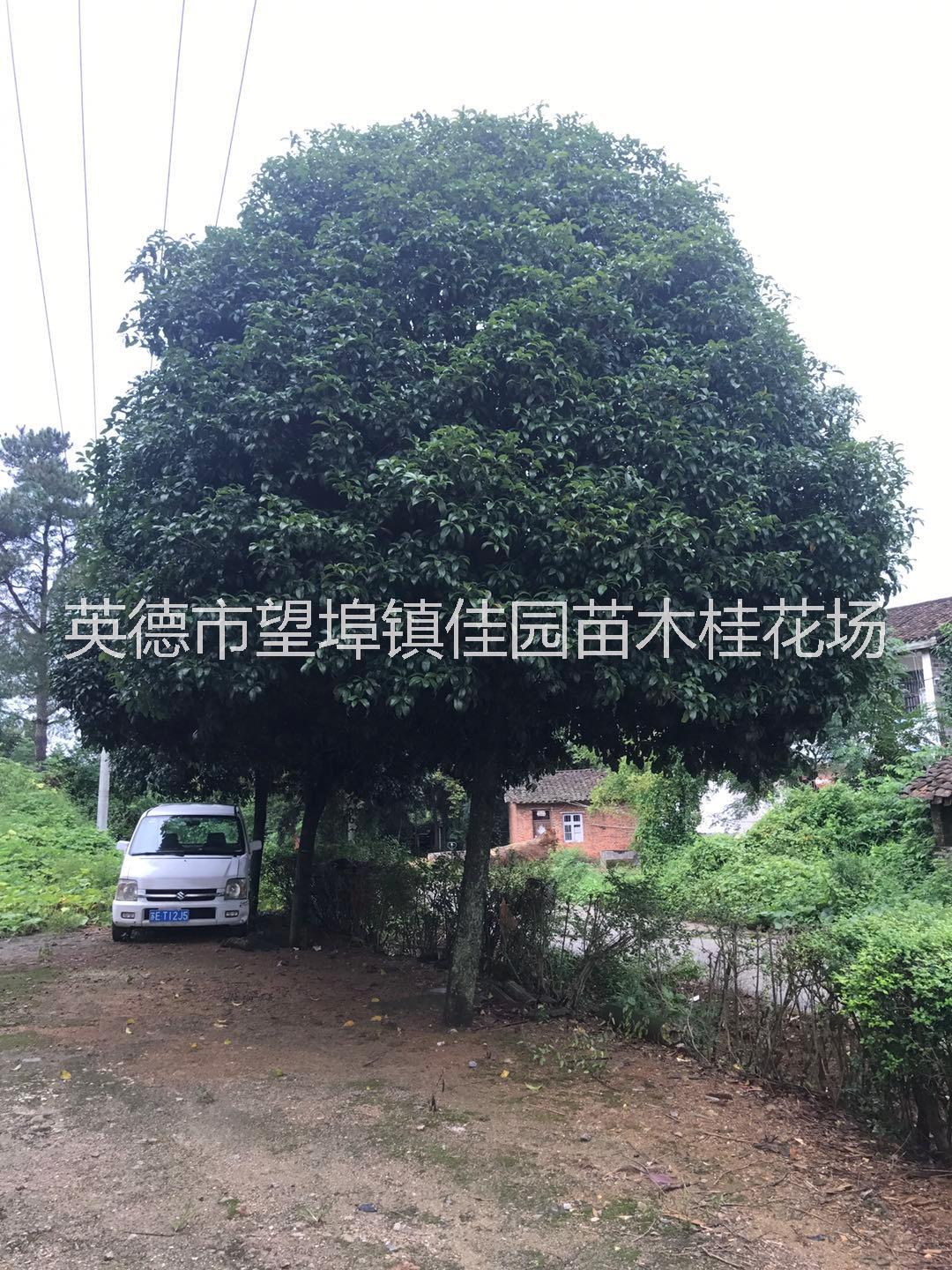 桂花_廣東英德桂花_種植基地報價_批發(fā)價格_種植基地供應(yīng)商