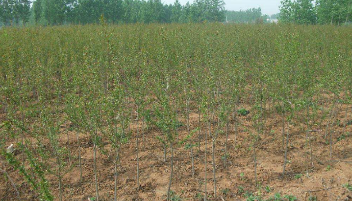 河陰軟籽石榴苗，河陰軟籽石榴苗價(jià)格，河陰*軟籽石榴苗，鄭州軟籽石榴苗，滎陽(yáng)河陰軟籽石榴苗