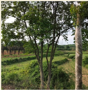 供應欒樹移植苗批發(fā)價格報價/明云苗木大量供應欒樹/湖北欒樹移植苗代理商供應商/優(yōu)質樹苗采購哪家好