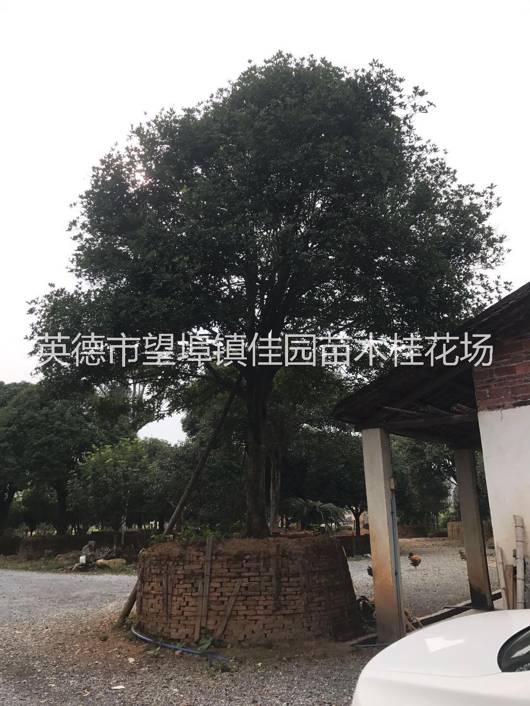 桂花_桂花基地_望埠鎮(zhèn)桂花報價_桂花產地直銷_桂花種植基地供應