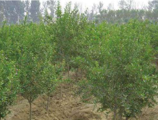 河陰軟籽石榴苗，河陰軟籽石榴苗價(jià)格，河陰*軟籽石榴苗，鄭州軟籽石榴苗，滎陽(yáng)河陰軟籽石榴苗