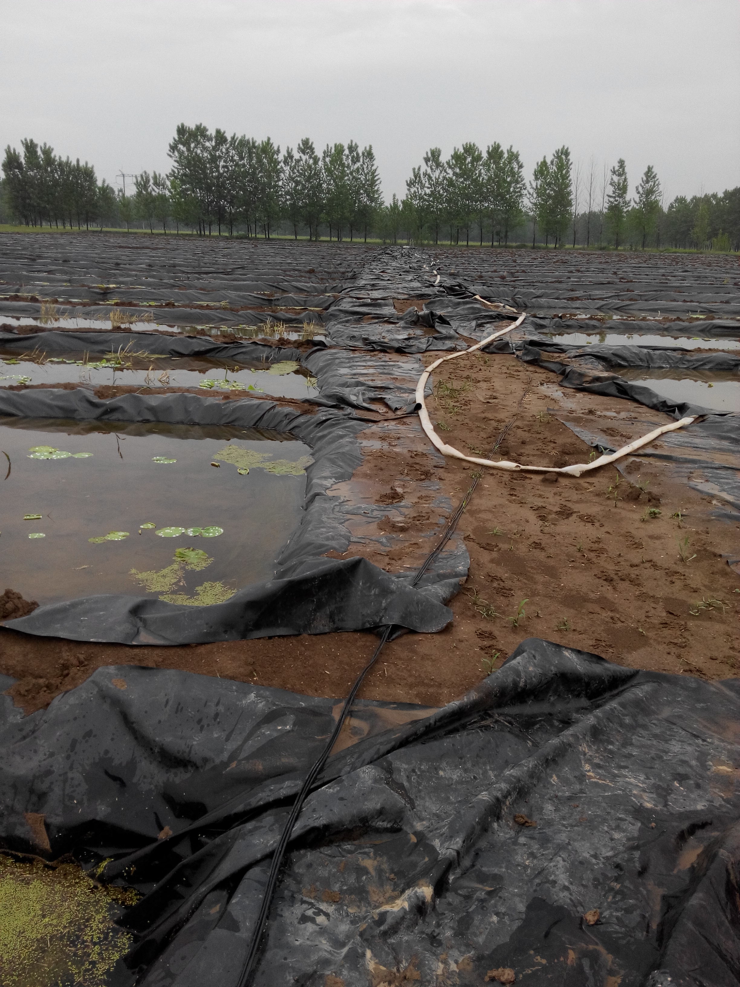 廠家生產(chǎn)銷售沉淀池防滲膜 厚度可選 養(yǎng)豬場(chǎng)養(yǎng)雞場(chǎng)污水污物防滲 1mm防滲膜 施工簡(jiǎn)單便捷