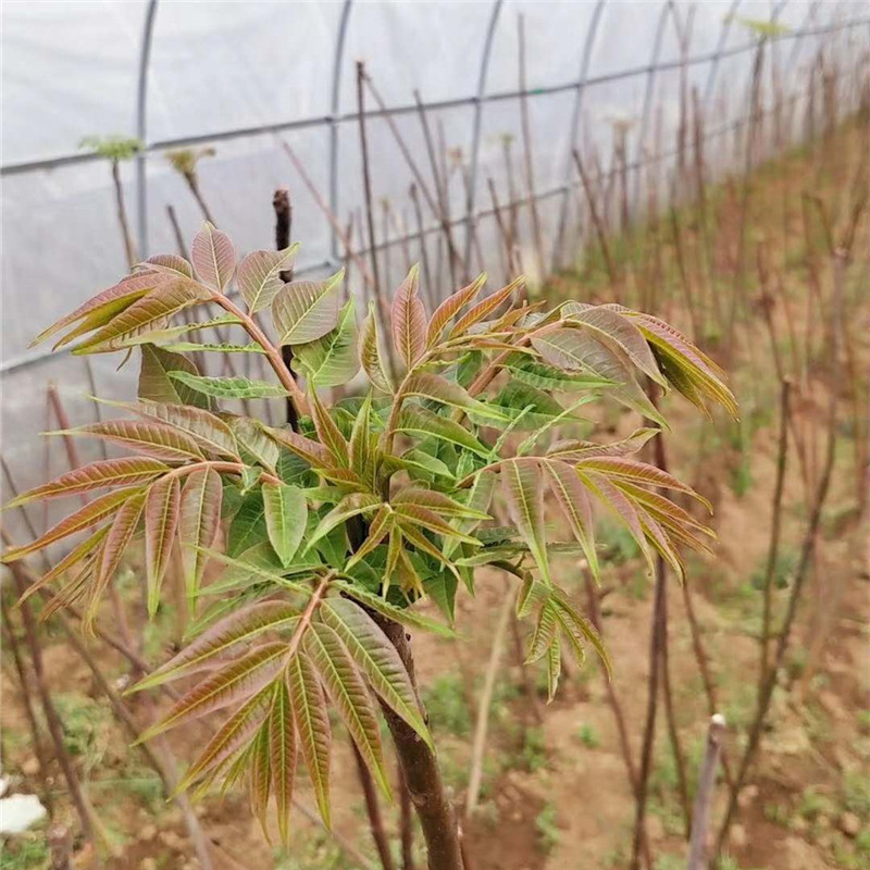 供應(yīng)純正紅油香椿 高質(zhì)量香椿樹種植方法 香椿樹苗供應(yīng)商采購報(bào)價(jià)  廠家價(jià)格 優(yōu)質(zhì)香椿樹生產(chǎn)基地