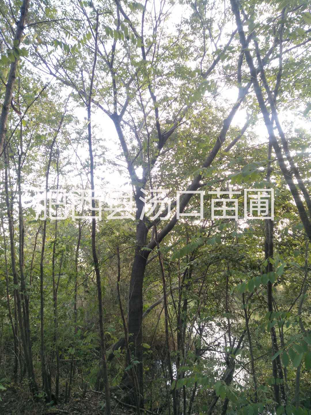 安徽全冠大樸樹20公分23公分25公分28公分30公分價格