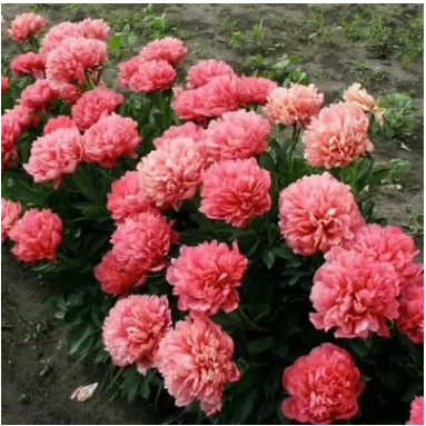 山東觀(guān)賞芍藥批發(fā)基地直銷(xiāo)價(jià)格實(shí)惠保成活率花色齊全