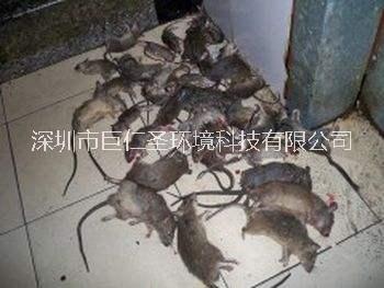 家里飯店公司蟲鼠多找殺蟲公司啊